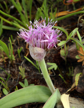 Image de Allium platycaule S. Watson