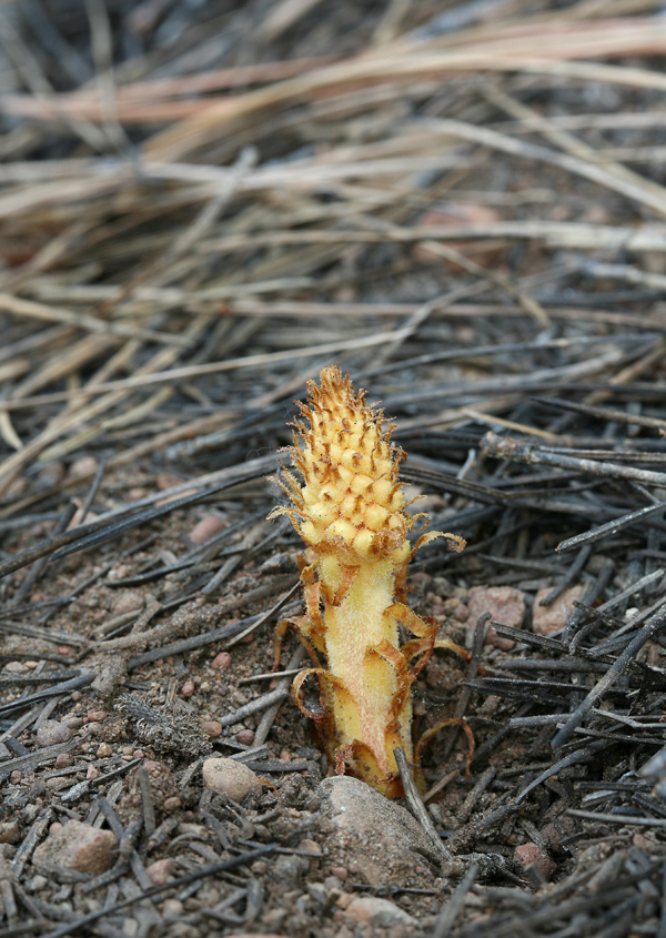 Image of woodland pinedrops