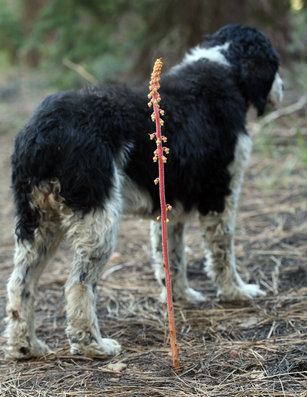 Image of woodland pinedrops