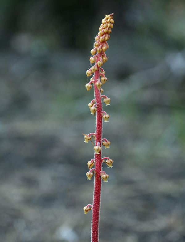 Image of woodland pinedrops