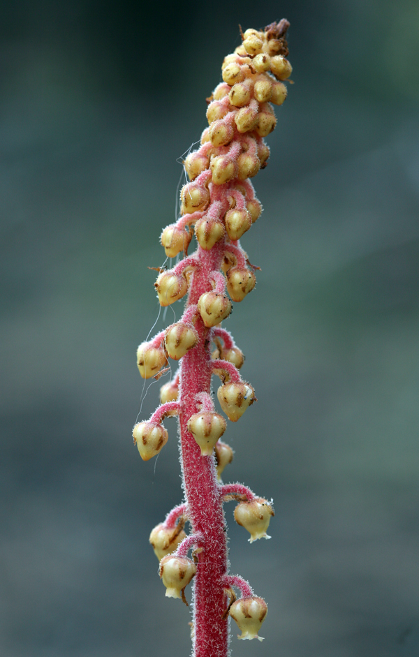 Image of woodland pinedrops