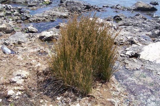 Image of sea rush