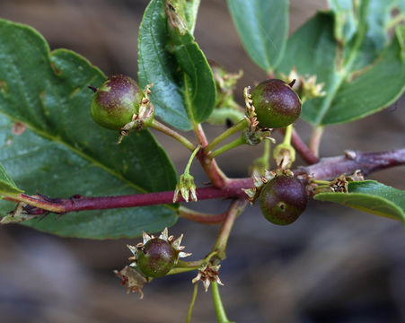 Image de Frangula rubra (Greene) Grubov