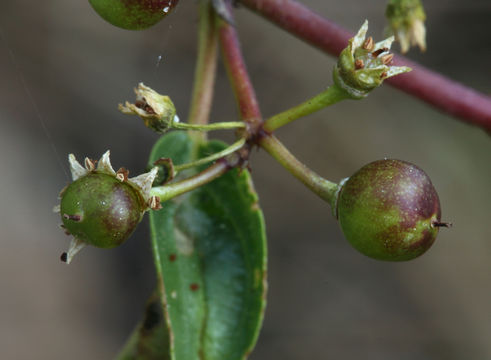 Image de Frangula rubra (Greene) Grubov