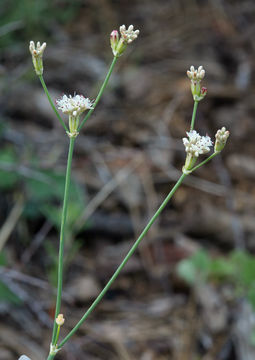 Imagem de Eriogonum nudum Dougl. ex Benth.