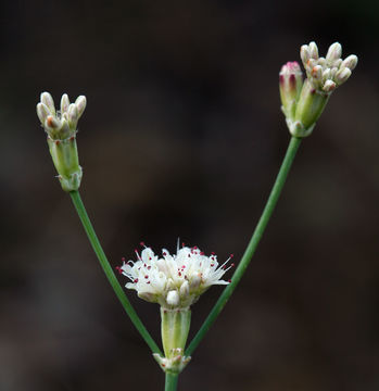 Imagem de Eriogonum nudum Dougl. ex Benth.