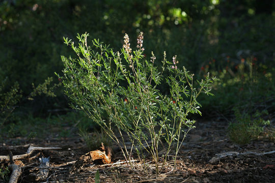 Image of Anderson's lupine