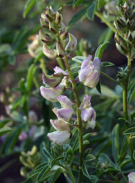 Image of Anderson's lupine