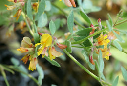 <i>Acmispon nevadensis</i>的圖片