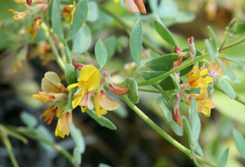 <i>Acmispon nevadensis</i>的圖片