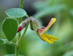 <i>Acmispon nevadensis</i>的圖片