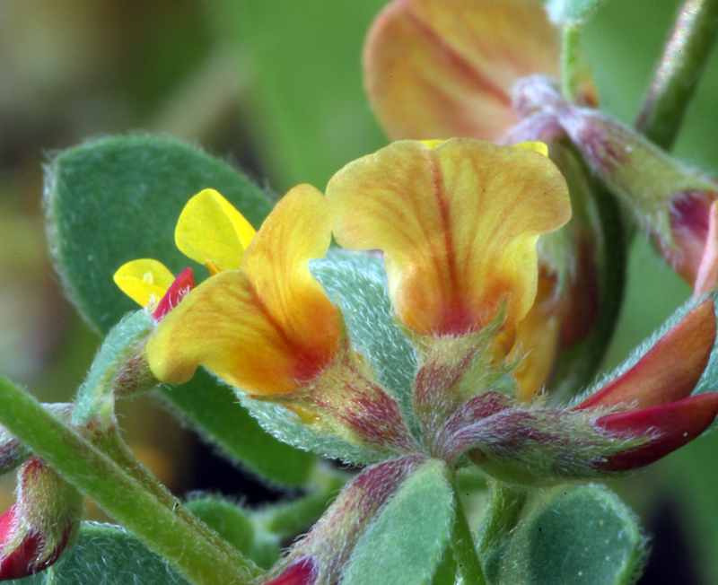 <i>Acmispon nevadensis</i>的圖片