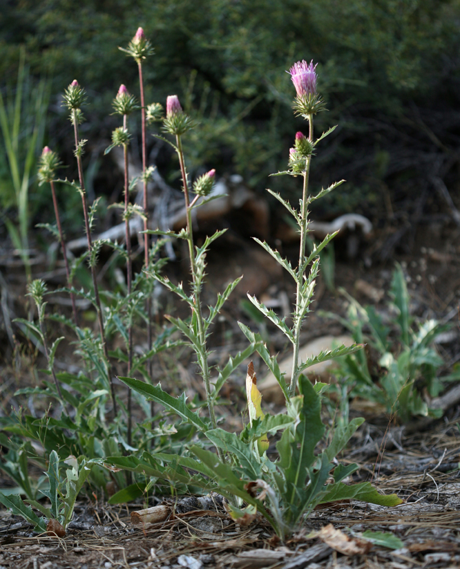 Image of rose thistle