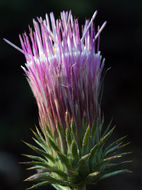 Imagem de Cirsium andersonii (A. Gray) Petr.