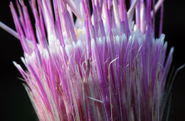 Image of rose thistle