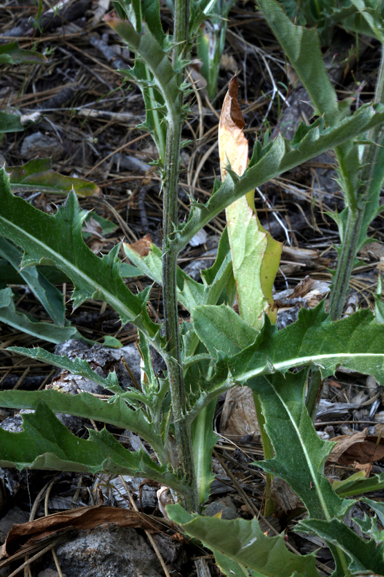 Imagem de Cirsium andersonii (A. Gray) Petr.