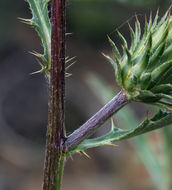 Imagem de Cirsium andersonii (A. Gray) Petr.