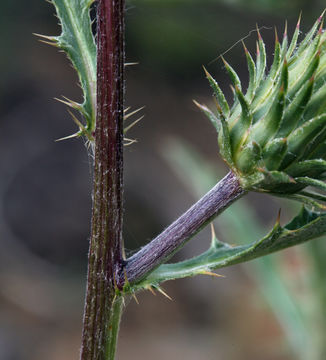 Image of rose thistle