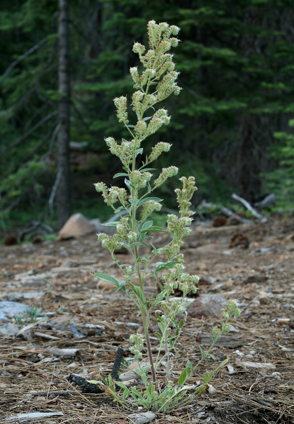 Phacelia heterophylla var. virgata (Greene) R. D. Dorn resmi