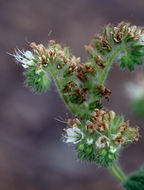 Phacelia heterophylla var. virgata (Greene) R. D. Dorn resmi