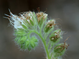 Phacelia heterophylla var. virgata (Greene) R. D. Dorn的圖片