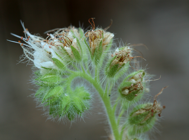 Phacelia heterophylla var. virgata (Greene) R. D. Dorn resmi