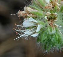 Phacelia heterophylla var. virgata (Greene) R. D. Dorn resmi