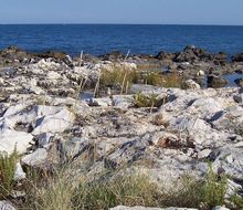 Imagem de Elymus pungens (Pers.) Melderis