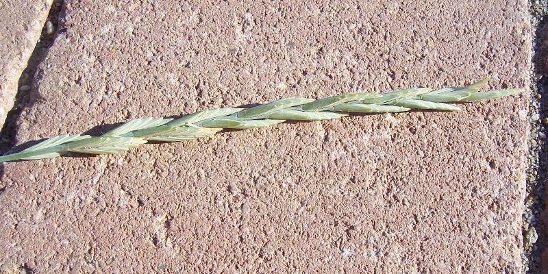 Imagem de Elymus pungens (Pers.) Melderis