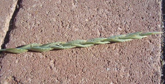 Imagem de Elymus pungens (Pers.) Melderis