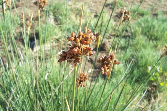 Juncus acutus L. resmi