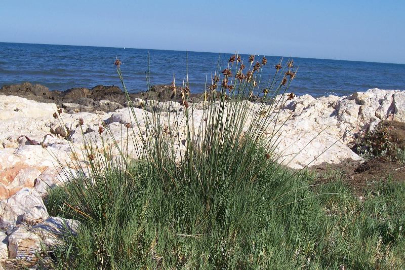 Juncus acutus L. resmi