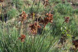 Juncus acutus L. resmi