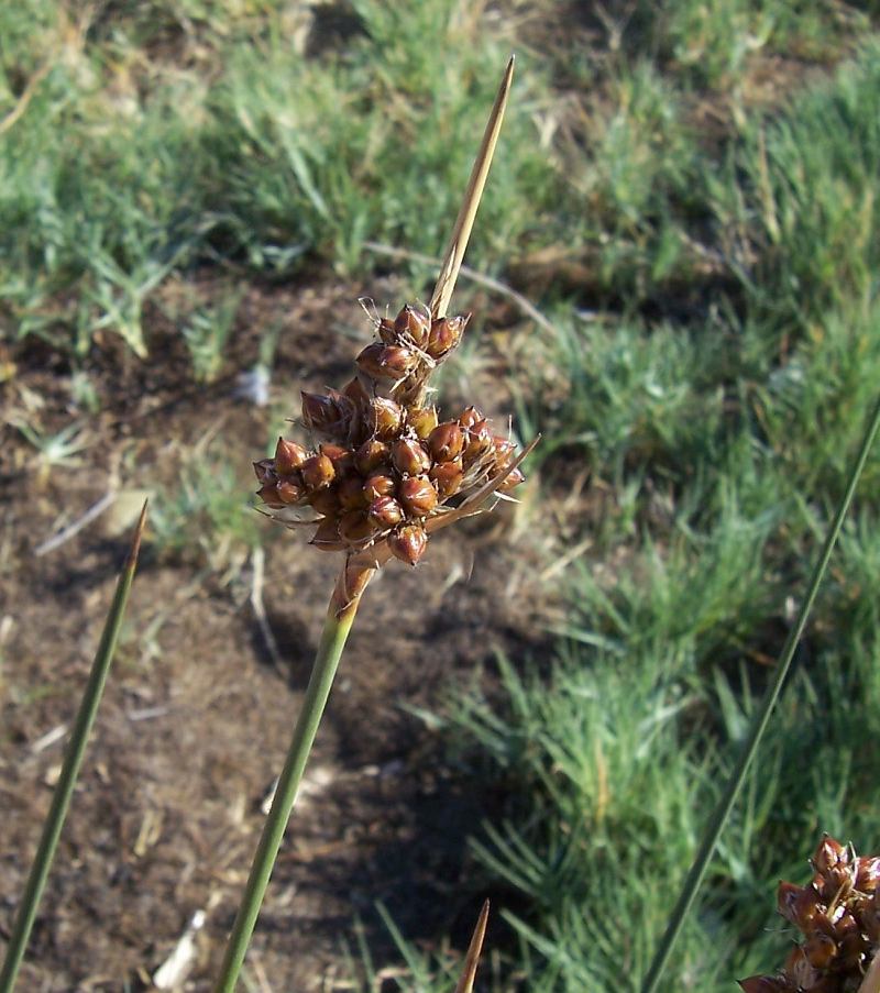 Juncus acutus L. resmi