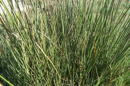 Juncus acutus L. resmi