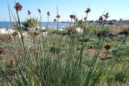 Juncus acutus L. resmi