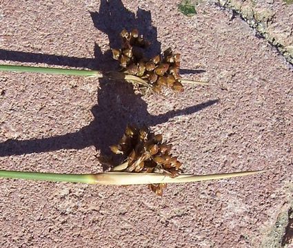 Image of spiny rush