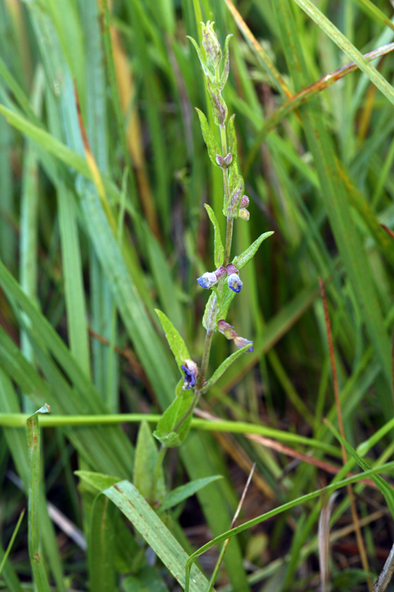 Image of common scullcap