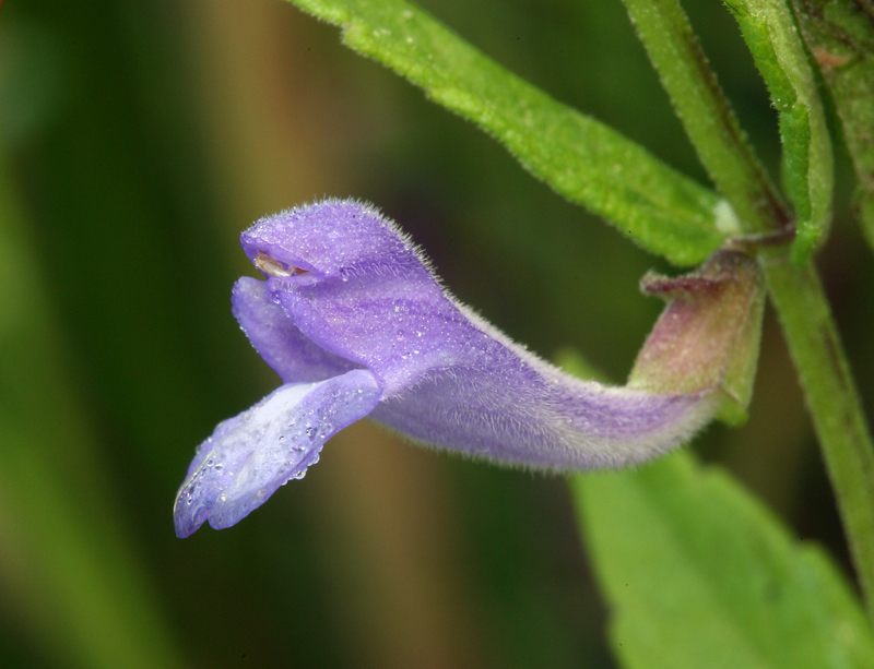 Image of common scullcap