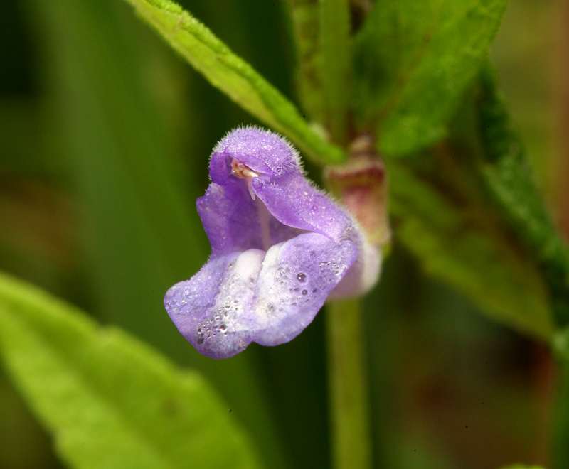 Image of common scullcap