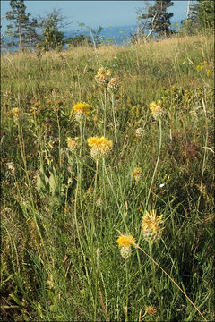 Centaurea rupestris L. resmi