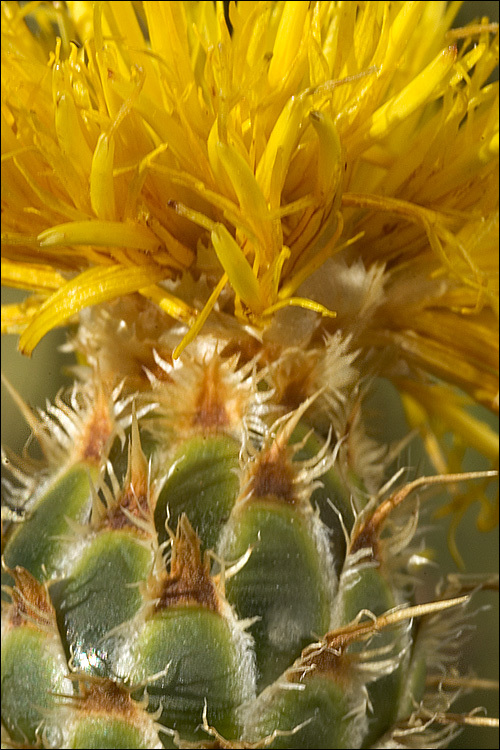 Image of Centaurea rupestris L.