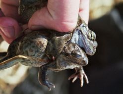 Image of Common Spadefoot