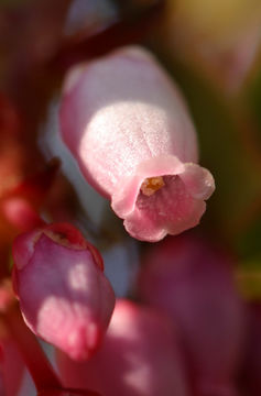 Image of greenleaf manzanita