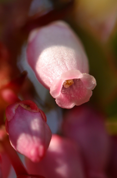 Imagem de Arctostaphylos patula Greene