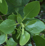 Imagem de Arctostaphylos patula Greene