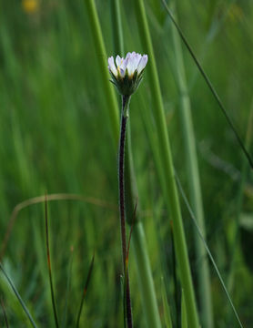 Image of tundra aster