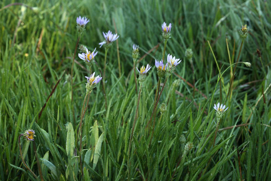 Image of tundra aster