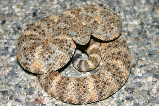 صورة Crotalus mitchellii (Cope 1861)