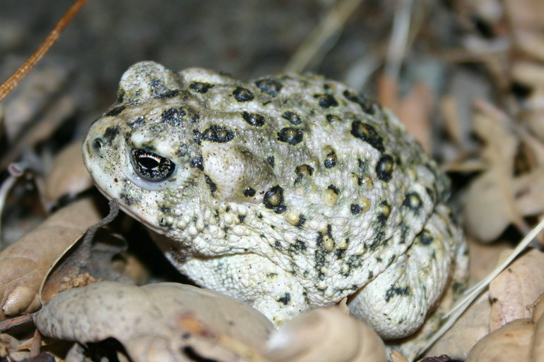 Image of Arroyo toad